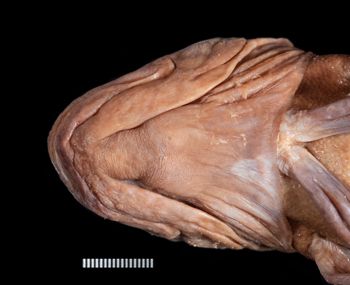 Media type: image;   Ichthyology 38006 Description: photograph;  Aspect: ventral head